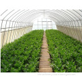 Vegetable Tunnel Greenhouse